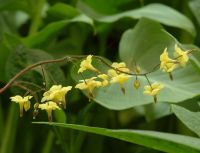 Lemon yellow flowers on horizontal stems in spring